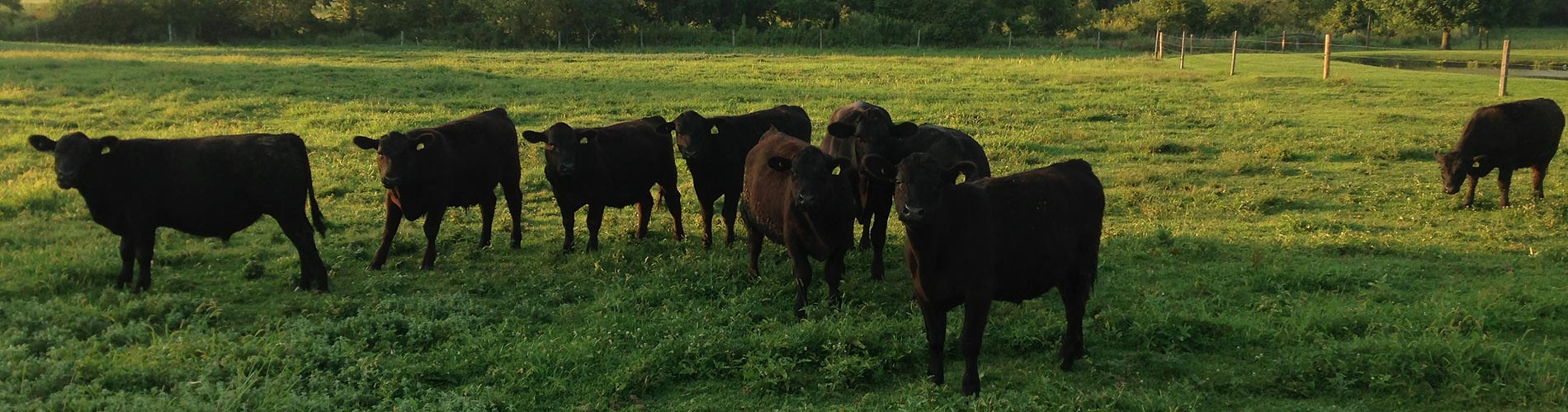 Leid Farms farm photo of cows grazing naturally